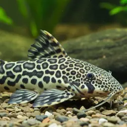 Jaguar Catfish, photo 3