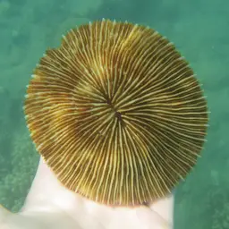 Mushroom Coral, photo 1