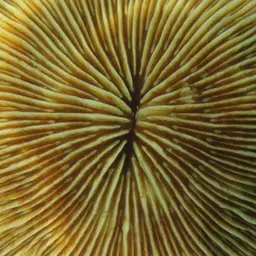 Mushroom Coral, photo 2