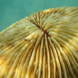 Mushroom Coral, photo 3