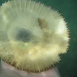 Mushroom Coral, photo 4