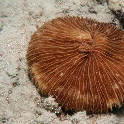 Mushroom Coral, photo 5