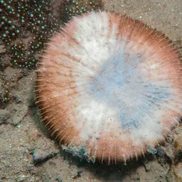 Mushroom Coral, photo 6