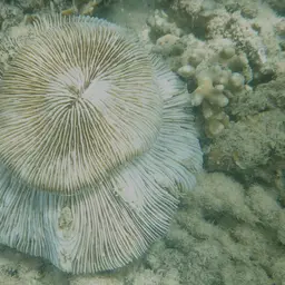 Mushroom Coral, photo 7