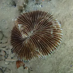 Mushroom Coral, photo 8