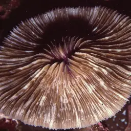 Mushroom Coral, photo 9