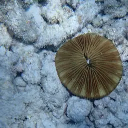Mushroom Coral, photo 10