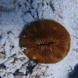 Mushroom Coral, photo 11