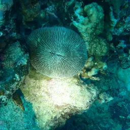 Mushroom Coral, photo 12