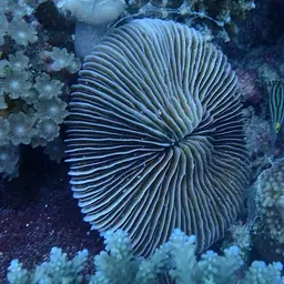 Mushroom Coral, photo 1