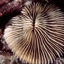 Mushroom Coral, photo 2