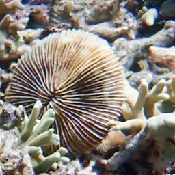 Mushroom Coral, photo 3