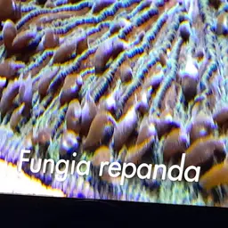 Mushroom Coral, photo 4