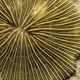 Mushroom Coral, photo 5