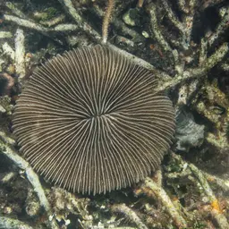 Mushroom Coral, photo 6