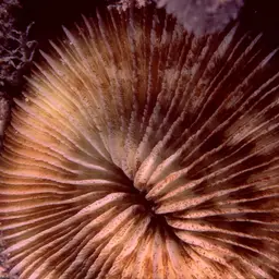 Mushroom Coral, photo 7