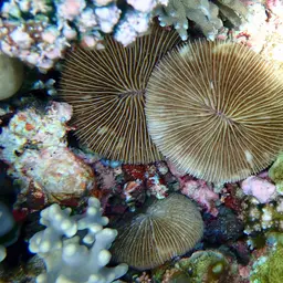 Mushroom Coral, photo 8