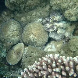 Mushroom Coral, photo 9