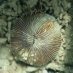 Mushroom Coral, photo 10