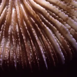 Mushroom Coral, photo 11