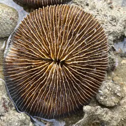 Mushroom Coral, photo 12