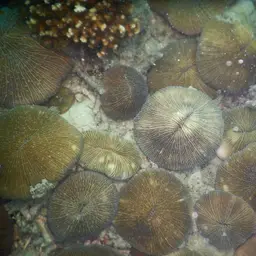 Mushroom Coral, photo 1