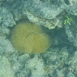 Mushroom Coral, photo 2