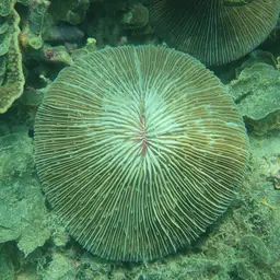 Mushroom Coral, photo 3