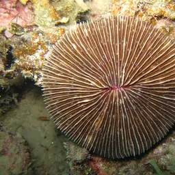 Mushroom Coral, photo 4