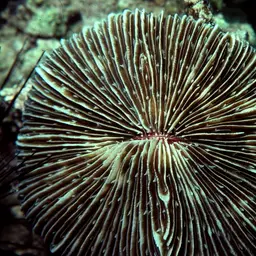 Mushroom Coral, photo 5