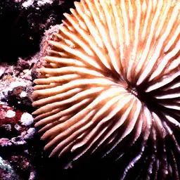 Mushroom Coral, photo 6