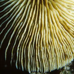 Mushroom Coral, photo 7