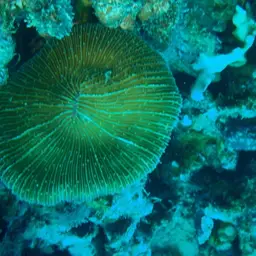 Mushroom Coral, photo 2