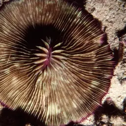Mushroom Coral, photo 1