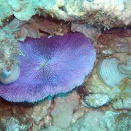 Mushroom Coral, photo 3
