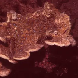 Stone-leaf Coral, photo 2