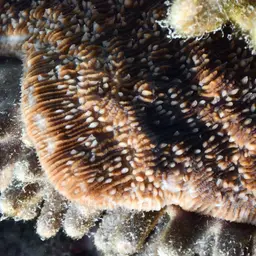 Stone-leaf Coral, photo 3
