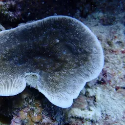 Stone-leaf Coral, photo 1