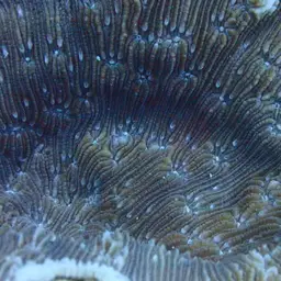 Stone-leaf Coral, photo 4