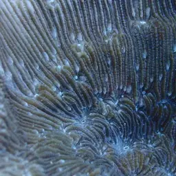 Stone-leaf Coral, photo 5