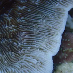Stone-leaf Coral, photo 6