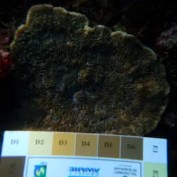 Stone-leaf Coral, photo 7