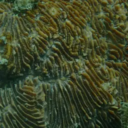 Stone-leaf Coral, photo 8