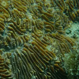 Stone-leaf Coral, photo 9