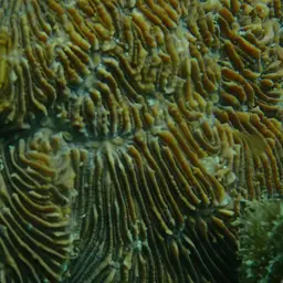 Stone-leaf Coral, photo 10