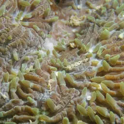 Stone-leaf Coral, photo 11