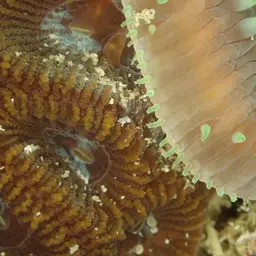 Stone-leaf Coral, photo 12