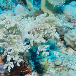 Broccoli Coral