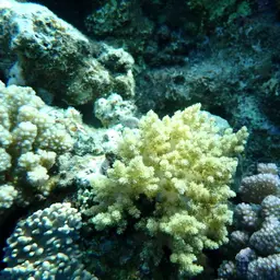 Broccoli Coral, photo 2
