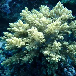 Broccoli Coral, photo 3